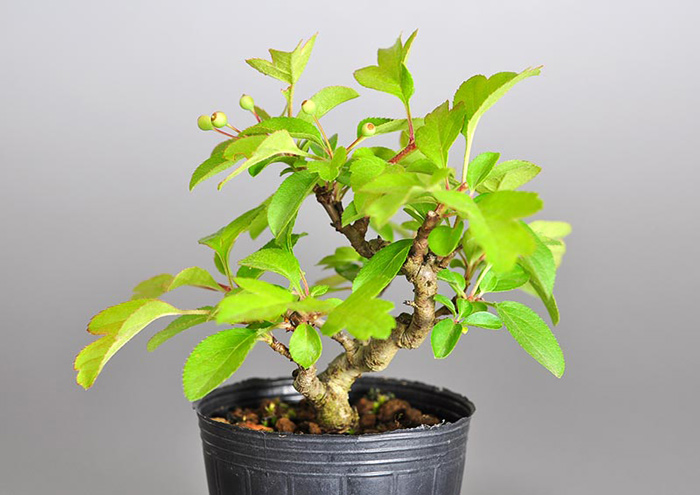 ミニ盆栽・キミズミ-R1（きみずみ・黄実酢実）実もの盆栽を別側から見た景色・Malus sieboldii f. toringo bonsai