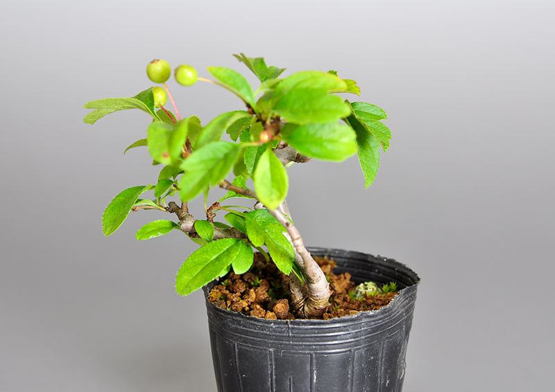 キミズミS・ズミ（きみずみ・ずみ｜黄実酢実）実もの盆栽を右側から見た景色・Malus sieboldii f. toringo bonsai