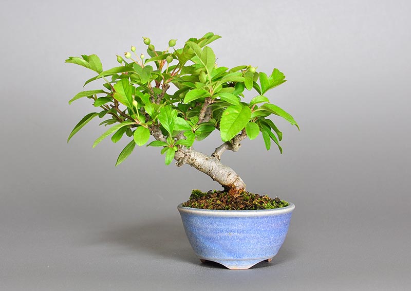 キミズミ-S1（きみずみ・黄実酢実）実もの盆栽の販売と育て方・作り方・Malus sieboldii f. toringo bonsai