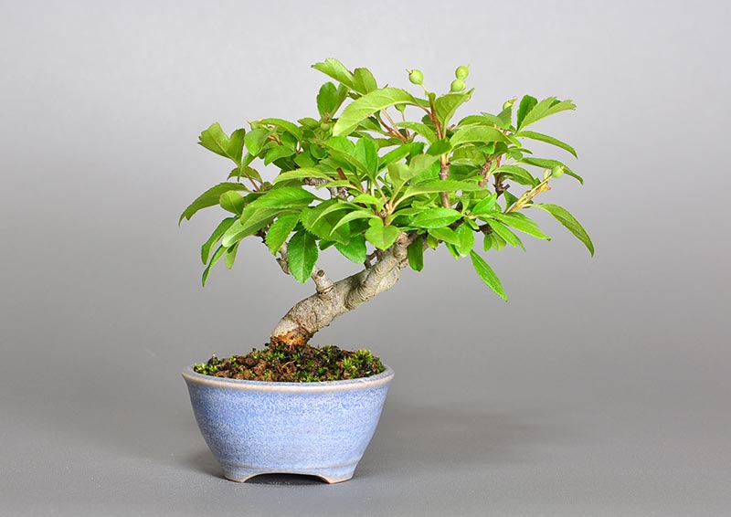 ミニ盆栽・キミズミ-S1（きみずみ・黄実酢実）実もの盆栽を裏側から見た景色・Malus sieboldii f. toringo bonsai