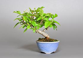 キミズミ-S1（黄実酢実盆栽）Malus sieboldii f. toringo bonsaiの販売・通販店｜Bonsai trees Shop