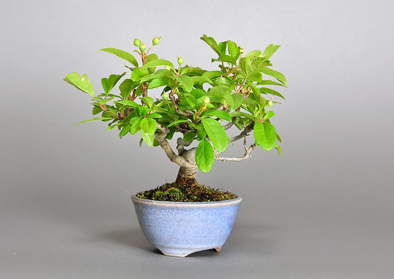 ミニ盆栽・キミズミ-S1（きみずみ・黄実酢実）実もの盆栽を左側から見た景色・Malus sieboldii f. toringo bonsai