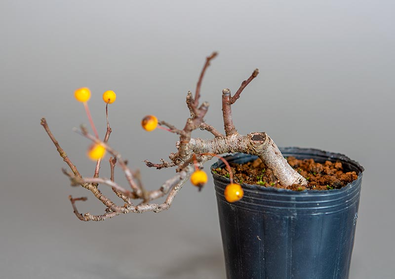 ミニ盆栽・キミズミ-T1（きみずみ・黄実酢実）実もの盆栽の販売と育て方・作り方・Malus sieboldii f. toringo bonsai