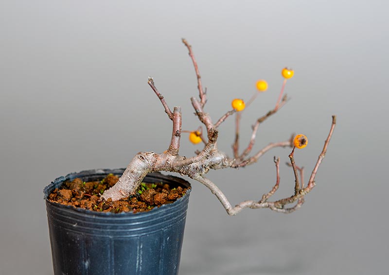 ミニ盆栽・キミズミ-T1（きみずみ・黄実酢実）実もの盆栽を裏側から見た景色・Malus sieboldii f. toringo bonsai