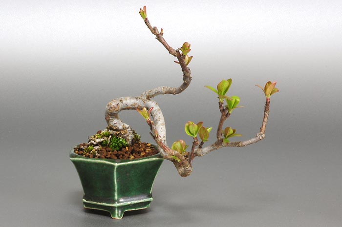 キミズミV（きみずみ・黄実酢実）実もの盆栽の販売と育て方・作り方・Malus sieboldii f. toringo bonsai