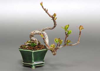 キミズミ-V・ズミ（きみずみ・ずみ・黄実酢実）盆栽の樹作りの参考樹形・Malus sieboldii f. toringo Best bonsai