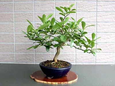 キンズA-1（きんず・金豆）実もの盆栽の販売と育て方・作り方・Fortunella hindsii bonsai