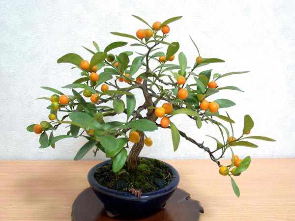 キンズA-2（きんず・金豆）実もの盆栽の販売と育て方・作り方・Fortunella hindsii bonsai