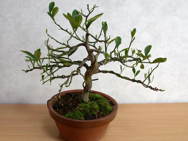 キンズA-3（きんず・金豆）実もの盆栽の販売と育て方・作り方・Fortunella hindsii bonsai