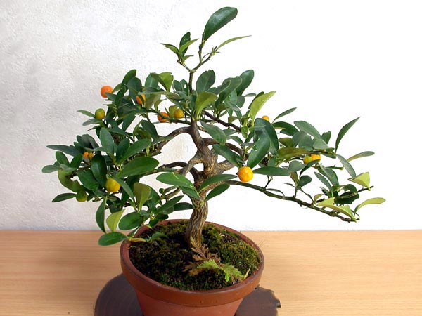 キンズA-4（きんず・金豆）実もの盆栽の販売と育て方・作り方・Fortunella hindsii bonsai