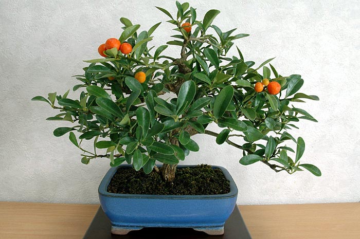 キンズ盆栽（きんず・金豆）ミニ盆栽の今と過去の成長記録と育て方・手入れ・剪定・植え替え・Fortunella hindsii  bonsai photo