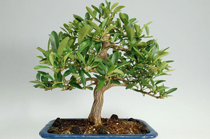 キンズ-A（きんず・金豆）盆栽の樹作りの参考樹形・Fortunella hindsii Best bonsai