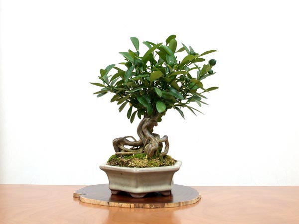 キンズB-1（きんず・金豆）実もの盆栽の販売と育て方・作り方・Fortunella hindsii bonsai photo