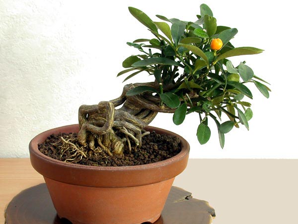 キンズB-2（きんず・金豆）実もの盆栽の販売と育て方・作り方・Fortunella hindsii bonsai photo