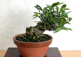 キンズB（きんず・金豆）実もの盆栽の成長記録-3・Fortunella hindsii bonsai photo