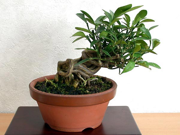 キンズB-3（きんず・金豆）実もの盆栽の販売と育て方・作り方・Fortunella hindsii bonsai photo