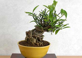 キンズB（きんず・金豆）実もの盆栽の成長記録-4・Fortunella hindsii bonsai photo