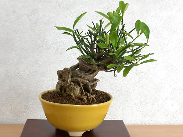 キンズB-4（きんず・金豆）実もの盆栽の販売と育て方・作り方・Fortunella hindsii bonsai photo