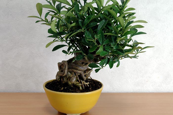 キンズB（きんず・金豆）実もの盆栽の販売と育て方・作り方・Fortunella hindsii bonsai photo