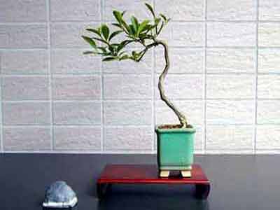 キンズC-1（きんず・金豆）実もの盆栽の販売と育て方・作り方・Fortunella hindsii bonsai photo
