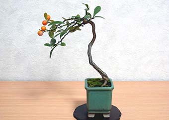 キンズC（きんず・金豆）実もの盆栽の成長記録-2・Fortunella hindsii bonsai photo