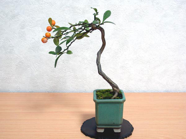 キンズC-2（きんず・金豆）実もの盆栽の販売と育て方・作り方・Fortunella hindsii bonsai photo