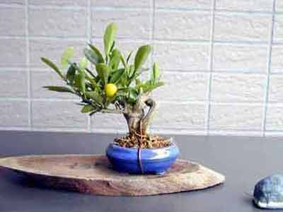 キンズD-1（きんず・金豆）実もの盆栽の販売と育て方・作り方・Fortunella hindsii bonsai