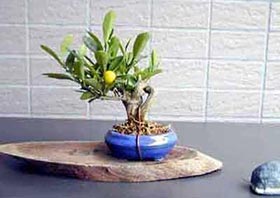 ミニ盆栽・キンズD（きんず・金豆）実もの盆栽の成長記録-1・Fortunella hindsii bonsai