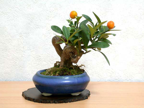 キンズD（きんず・金豆）実もの盆栽の販売と育て方・作り方・Fortunella hindsii bonsai