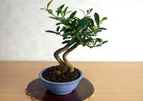 ミニ盆栽・キンズE（きんず・金豆）実もの盆栽の成長記録-1・Fortunella hindsii bonsai