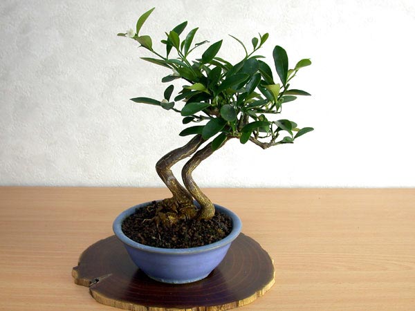 キンズE-1（きんず・金豆）実もの盆栽の販売と育て方・作り方・Fortunella hindsii bonsai