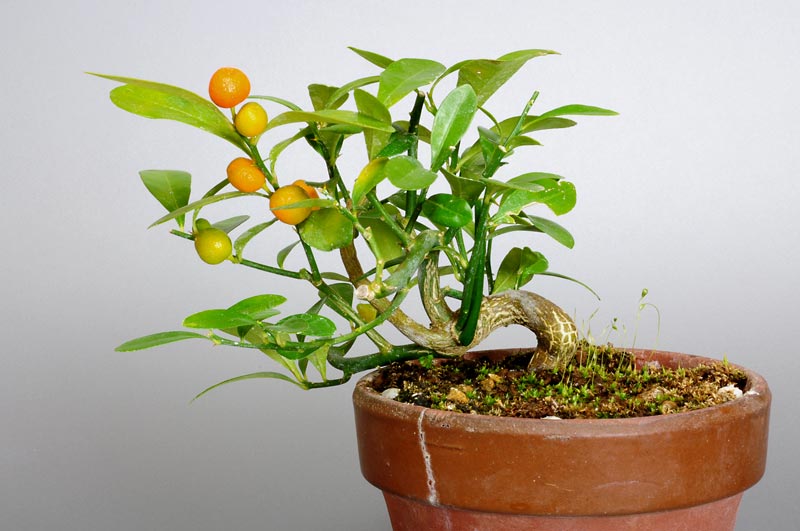 キンズG-1（きんず・金豆）実もの盆栽の販売と育て方・作り方・Fortunella hindsii bonsai
