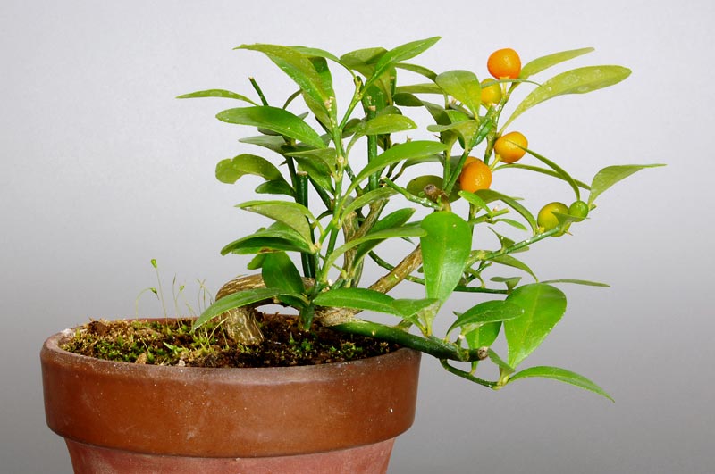盆栽・キンズG-1（きんず・金豆）実もの盆栽を裏側から見た景色・Fortunella hindsii bonsai