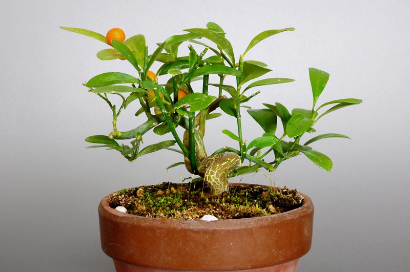 盆栽・キンズG-1（きんず・金豆）実もの盆栽を右側から見た景色・Fortunella hindsii bonsai