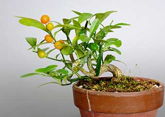 盆栽・キンズG（きんず・金豆）実もの盆栽の成長記録-1・Fortunella hindsii bonsai
