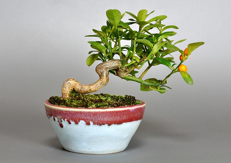 盆栽・キンズG（きんず・金豆）実もの盆栽を裏側から見た景色・Fortunella hindsii bonsai