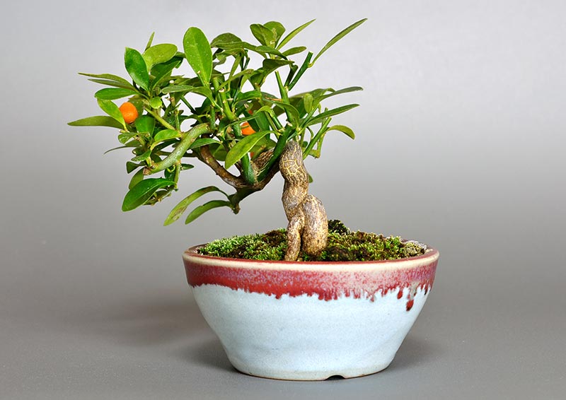 盆栽・キンズG（きんず・金豆）実もの盆栽を右側から見た景色・Fortunella hindsii bonsai