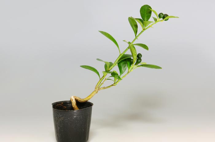 キンズT（きんず・金豆）実もの盆栽の販売と育て方・作り方・Fortunella hindsii bonsai photo