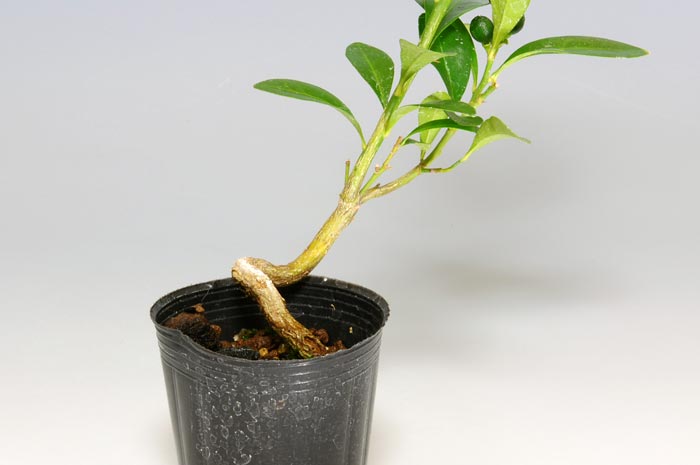 キンズ-T（きんず・金豆）実もの盆栽を左側から見た景色・Fortunella hindsii bonsai