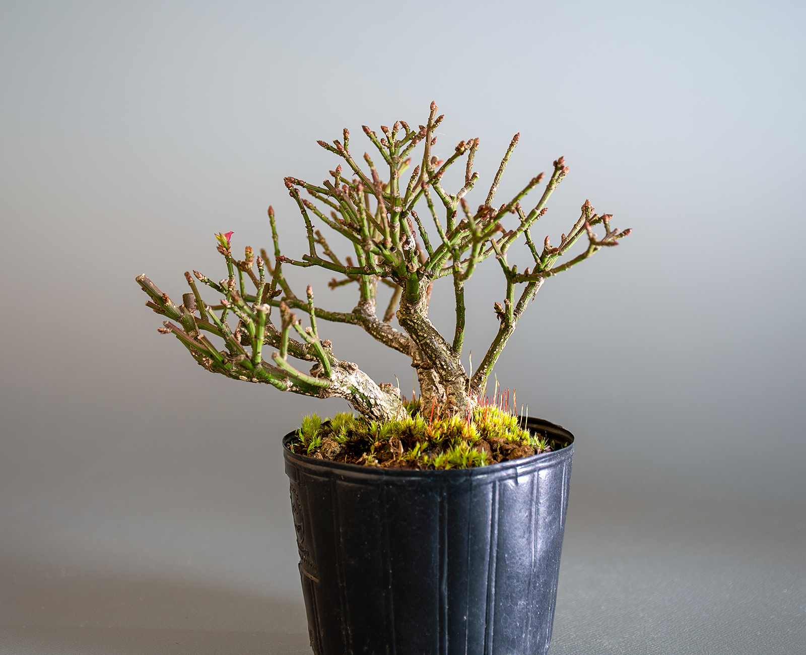 盆栽・コマユミ-a4（こまゆみ・小真弓）実もの盆栽の販売と育て方・作り方・Euonymus alatus bonsai