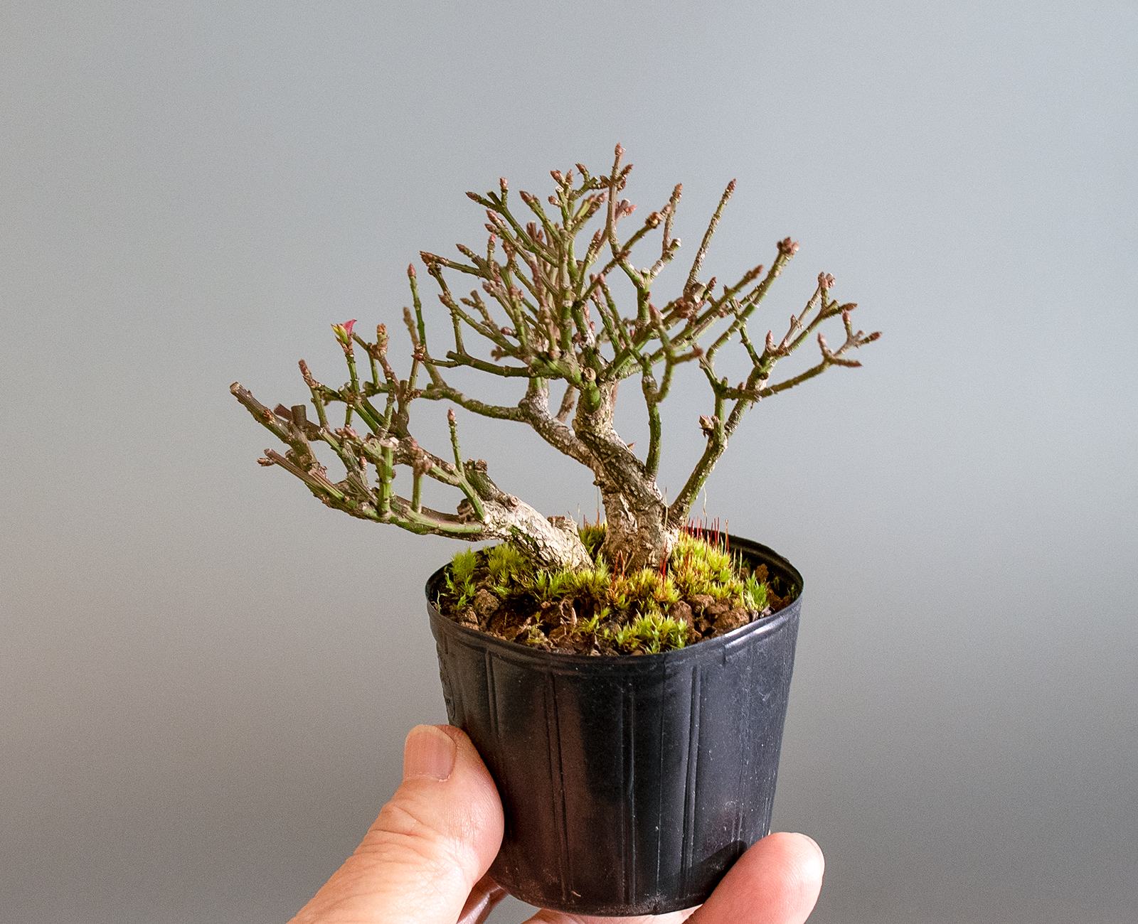 ミニ盆栽・コマユミ-a4（こまゆみ・小真弓）実もの盆栽の手乗りの景色・Euonymus alatus bonsai