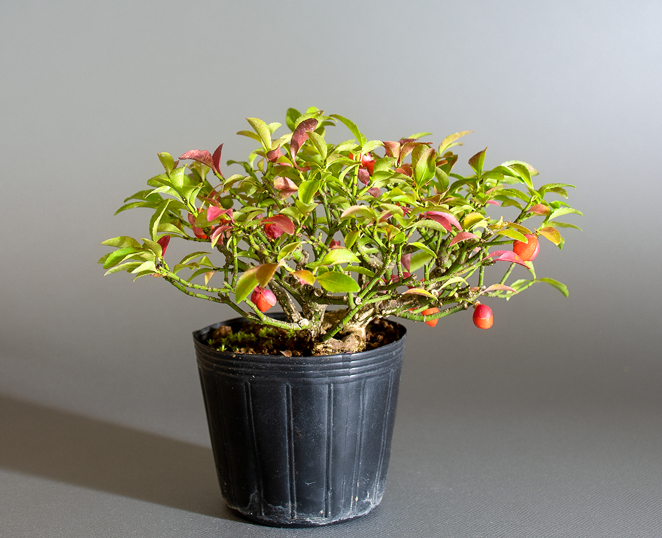 コマユミ-B4（こまゆみ・小真弓）実もの盆栽の販売と育て方・作り方・ Euonymus alatus bonsai