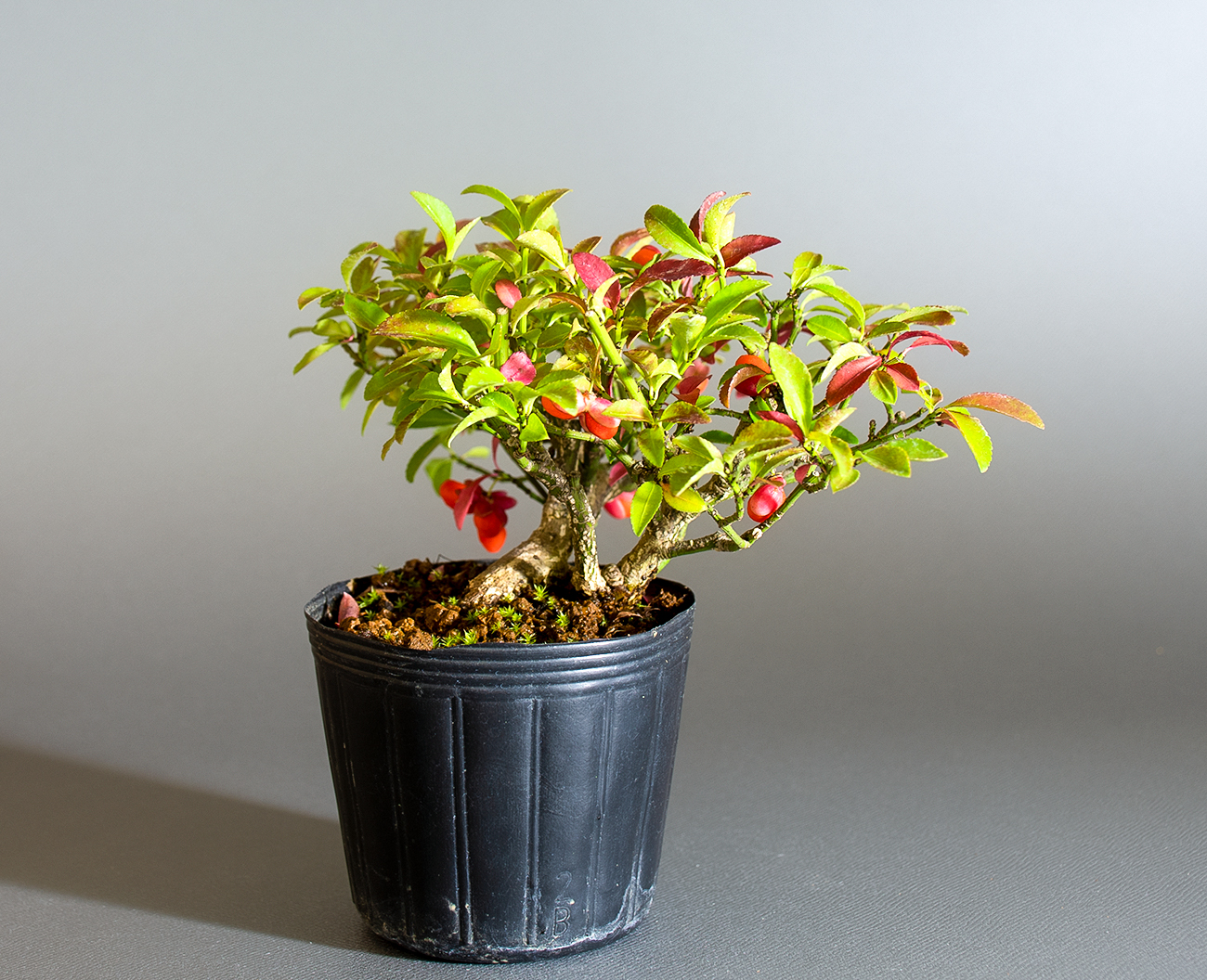 コマユミ-B4（こまゆみ・小真弓）実もの盆栽を左側から見た景色・Euonymus alatus bonsai