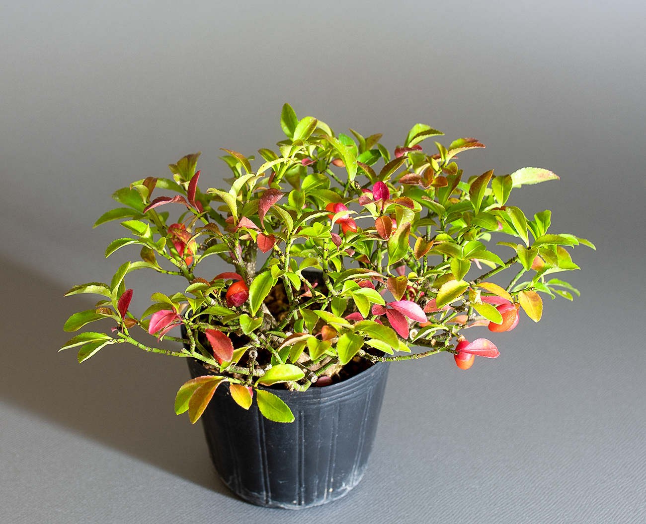 コマユミ-B4（こまゆみ・小真弓）実もの盆栽の上側から見た景色・Euonymus alatus bonsai