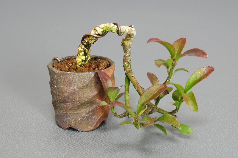 コマユミ-C1（こまゆみ・小真弓）実もの盆栽の販売と育て方・作り方・Euonymus alatus bonsai