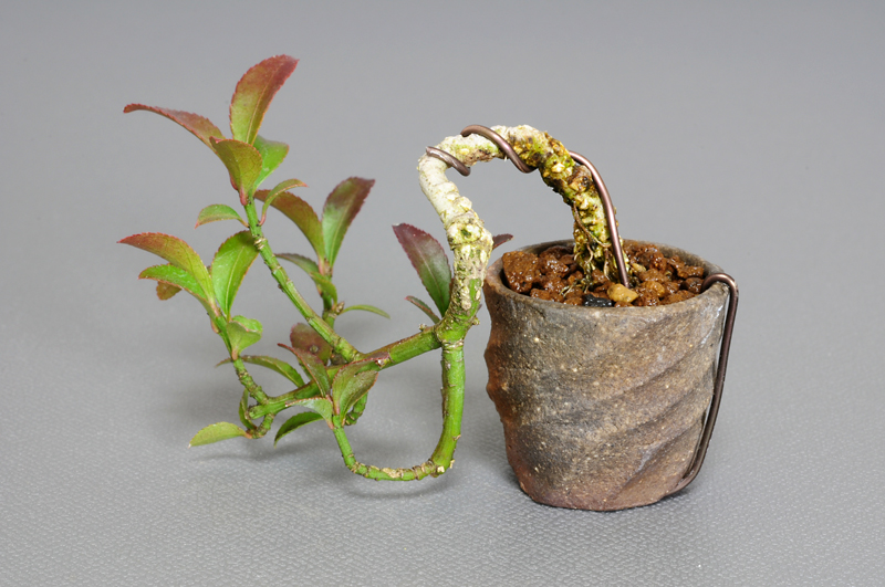 コマユミ-C1（こまゆみ・小真弓）実もの盆栽を裏側から見た景色・Euonymus alatus bonsai