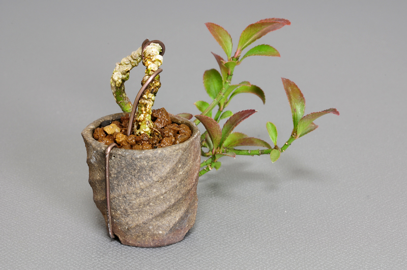 コマユミ-C1（こまゆみ・小真弓）実もの盆栽を左側から見た景色・Euonymus alatus bonsai