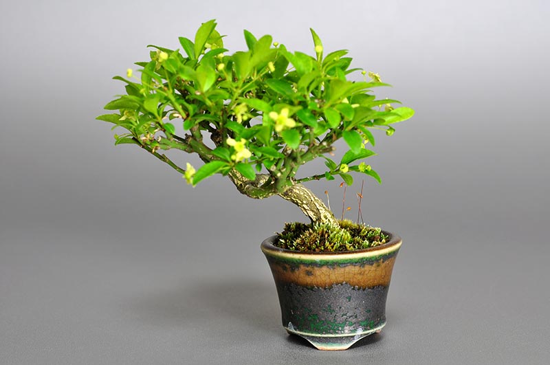 コマユミ-C2（こまゆみ・小真弓）実もの盆栽の販売と育て方・作り方・Euonymus alatus bonsai