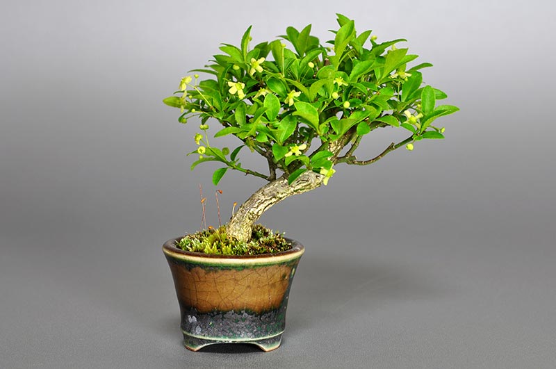 ミニ盆栽・コマユミ-C2（こまゆみ・小真弓）実もの盆栽を裏側から見た景色・Euonymus alatus bonsai