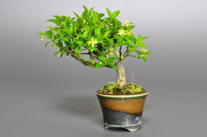 ミニ盆栽・コマユミ-C2（こまゆみ・小真弓）実もの盆栽を右側から見た景色・Euonymus alatus bonsai